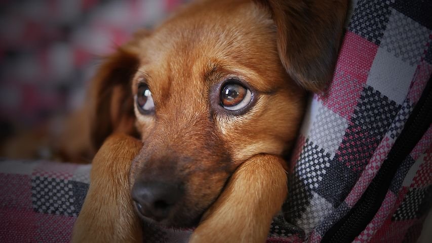 Miedo a los petardos - Relacion entre perros y petardos
